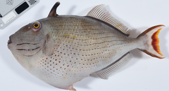 Striped Triggerfish photo 2
