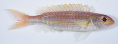 Slender Threadfin Bream photo 2