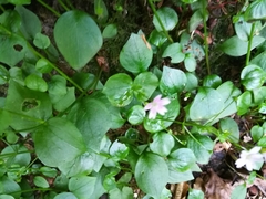 Claytonia sibirica