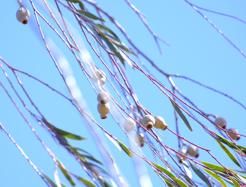 Image of Eucalyptus sepulcralis by (c) Peter Crowcroft, some rights reserved (CC BY)