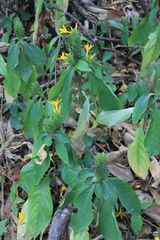 Barleria oenotheroides