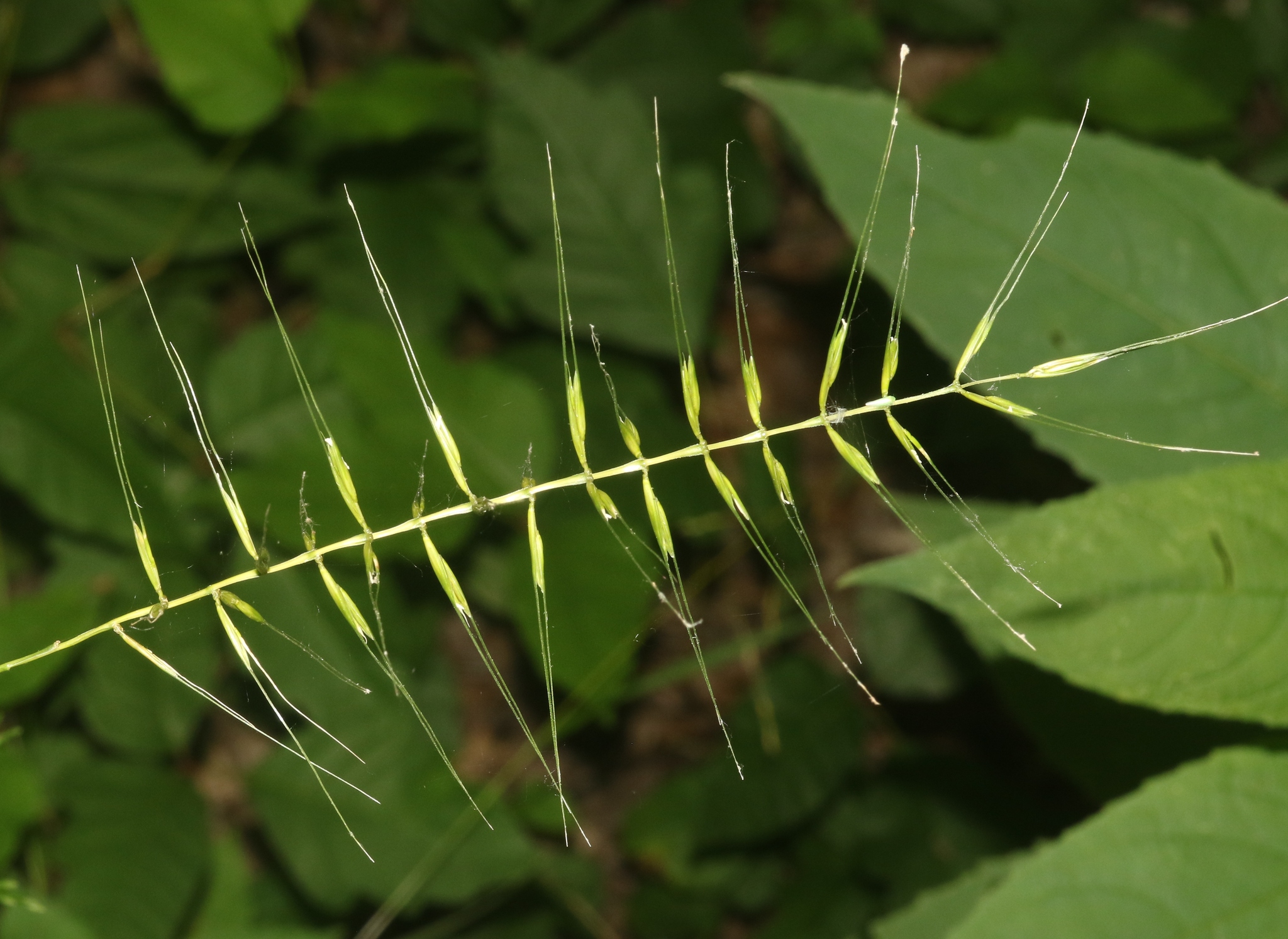 Elymus hystrix var. hystrix
