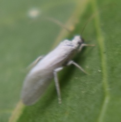 Coniopteryx