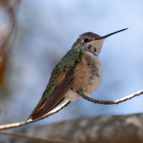 Broad-tailed Hummingbird photographed in Georgia