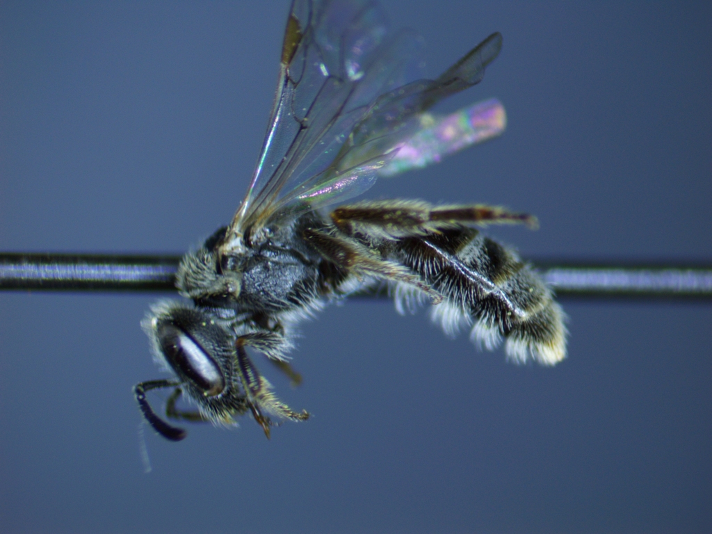 Lasioglossum cordleyi