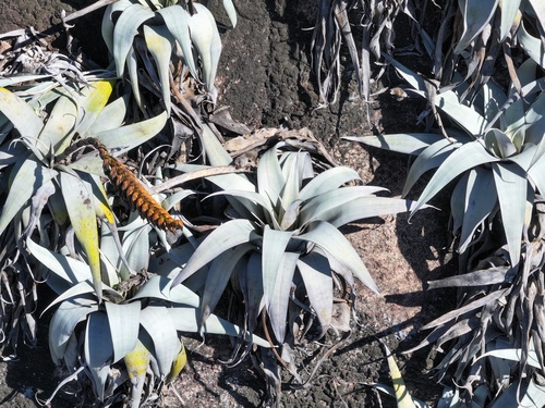 Vriesea harrylutheri