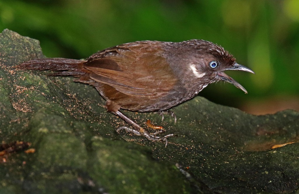 Nonggang Babbler