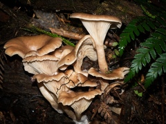 Singerocybe clitocyboides