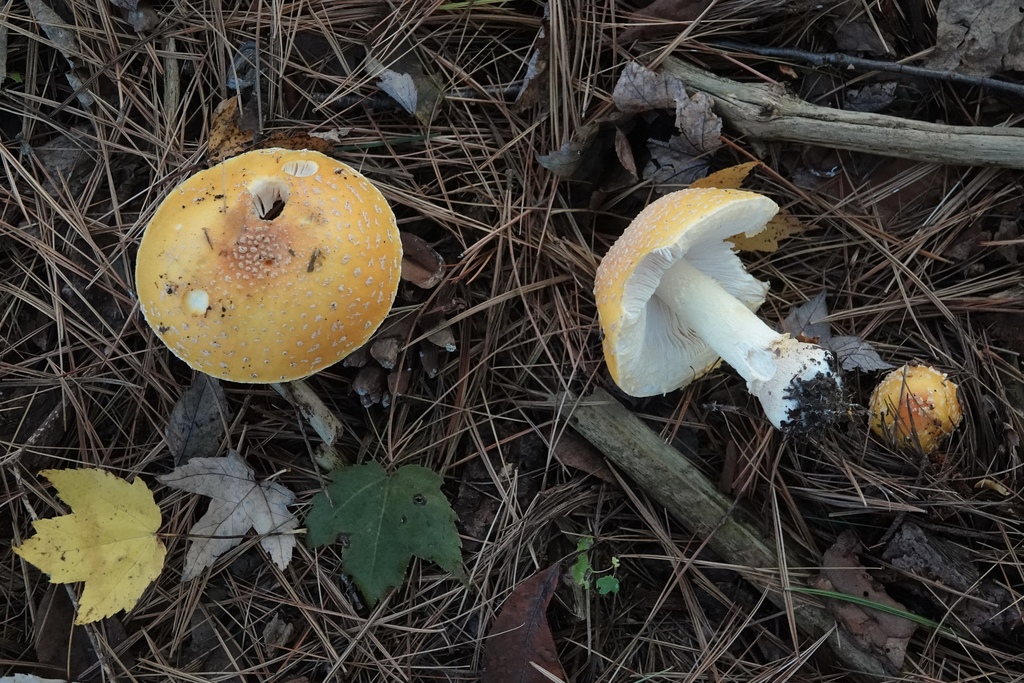 Amanita muscaria<br>20 October, 2024