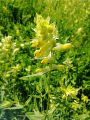 Rhinanthus serotinus aestivalis