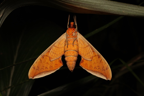 Streaked Sphinx