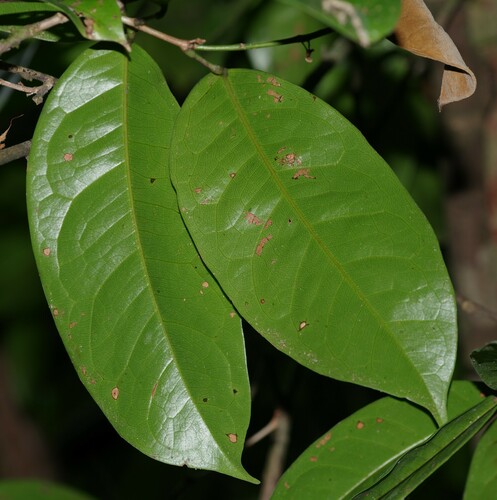 Crudia aromatica