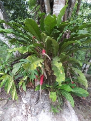 Anthurium schlechtendalii