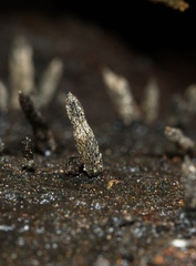 Xylaria castorea