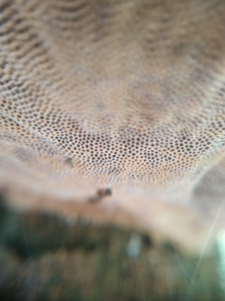 Hexagonia papyracea · July 2019 · photo: © karensoacha (iNaturalist, cc0)