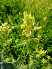 Rhinanthus serotinus aestivalis