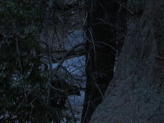 Ursus americanus amblyceps