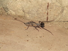 Mastigoproctus tohono