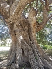 Ficus vasta