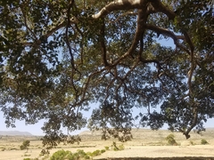 Ficus vasta