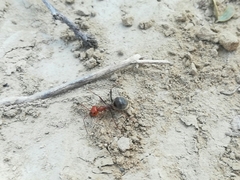 Myrmecocystus placodops