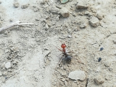 Myrmecocystus placodops