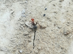 Myrmecocystus placodops