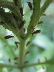 Uroleucon eupatoricolens