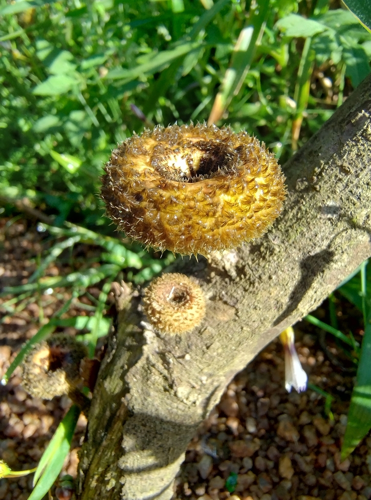 Lentinus berteroi · October 2024 · photo: © rturba (iNaturalist, cc-by-nc)