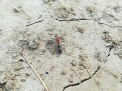 Myrmecocystus placodops