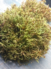 Platylomella lescurii