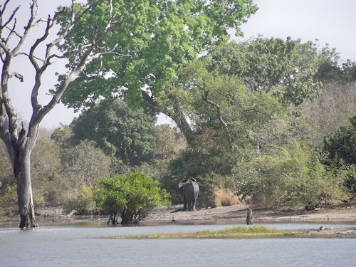 African Savanna Elephant
