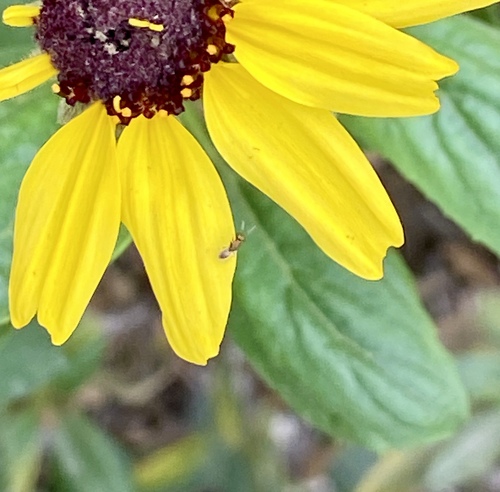 iNaturalist observation photo of Chalcidoid Wasps