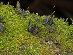 Xylaria castorea