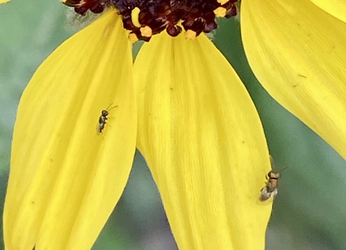 iNaturalist observation photo of Chalcidoid Wasps