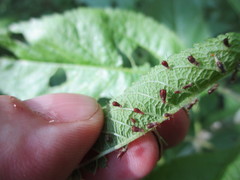 Uroleucon eupatoricolens