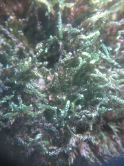 Platylomella lescurii