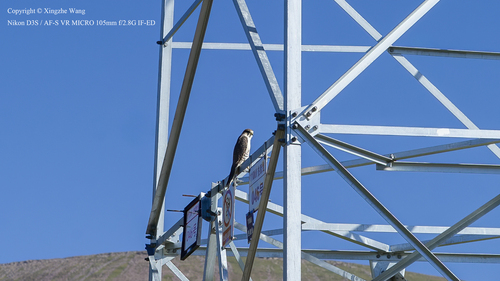 Saker Falcon