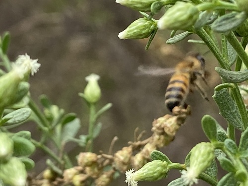iNaturalist observation photo of Western Honey Bee