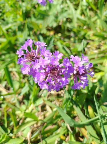 Verbena rigida