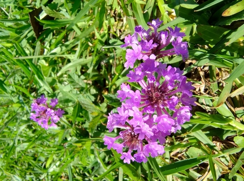 Verbena rigida