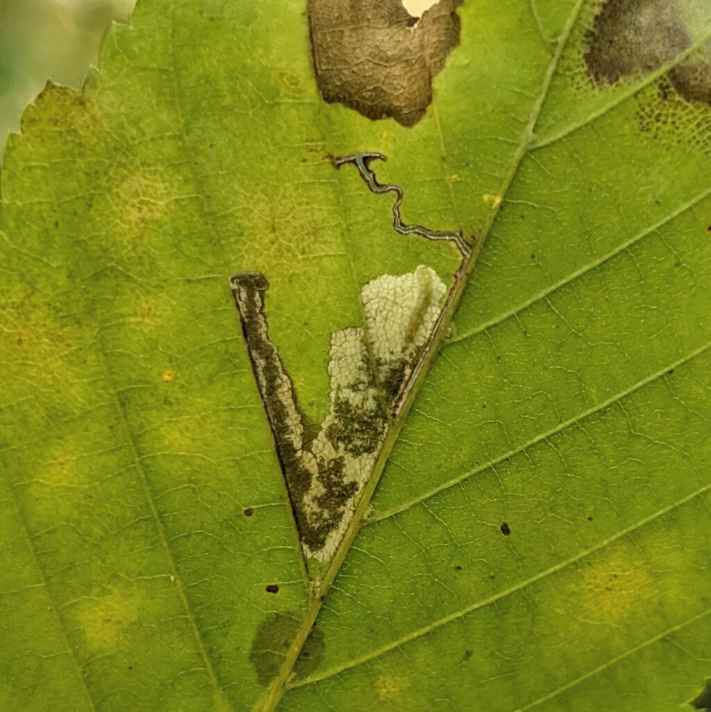 Ectoedemia quadrinotata