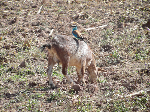 Abyssinian Roller