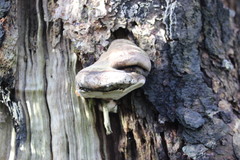 Fomitopsis hemitephra