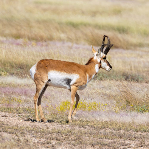 Pronghorn photographed in Texas