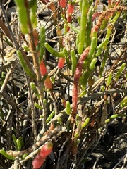 Sarcocornia perennis image