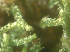 Platylomella lescurii
