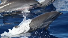 Fraser's Dolphin photo 2