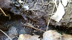 Uroctonites huachuca