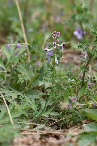 Corydalis racemosa iNat (3)